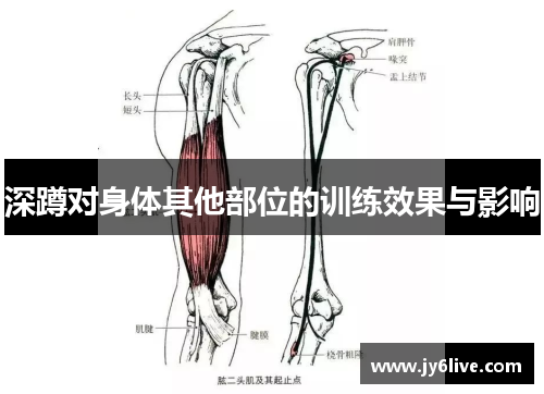 深蹲对身体其他部位的训练效果与影响